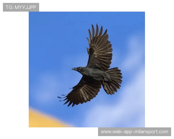 乌鸦进攻火力十足，防守端同样稳固，乌鸦的攻击方式